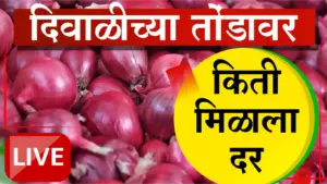 कांदा दरात मोठी तफावत; पांढऱ्या कांद्याला ३५०० रुपये, तर लाल कांद्याला १०० रुपयांचा भाव