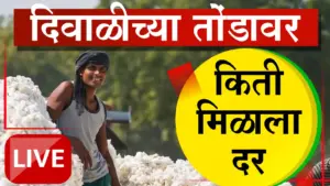 कापूस दरात मोठी तफावत; चांगल्या मालाला ७०००, तर ओल्या कापसाला २००० रुपये भाव