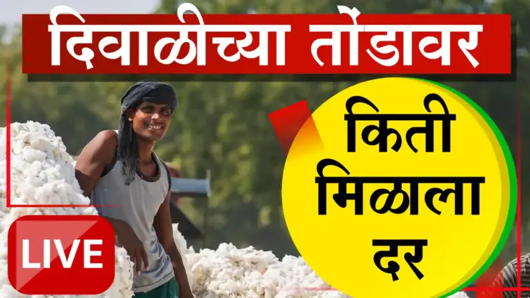 कापूस दरात मोठी तफावत; चांगल्या मालाला ७०००, तर ओल्या कापसाला २००० रुपये भाव