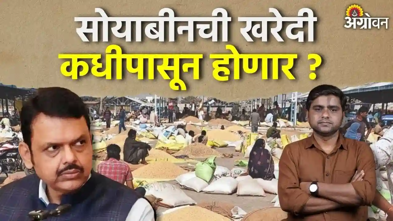 सोयाबीनचे भाव गडगडले